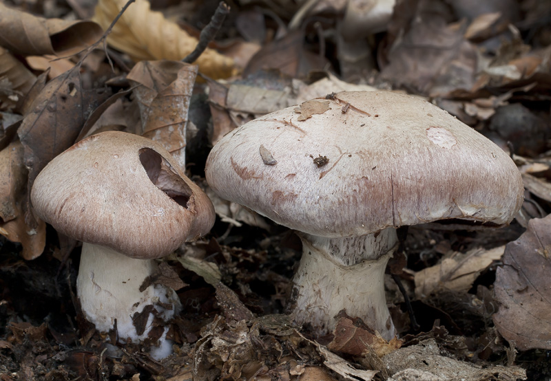 Cortinarius torvus